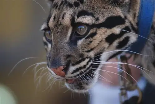 Дымчатые леопарды - популярная достопримечательность зоопарка Сан-Диего.