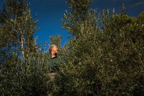 Карло Спада, ведущий писателя, - подвижный загорелый мужчина в зеленой рубашке на пуговицах с короткими вьющимися седыми волосами и брюках цвета хаки. Он взбирается на оливковое дерево и смотрит вправо от зрителя, густо окруженный листьями и ветвями.