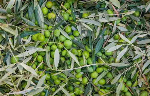 Куча светлых, ярко-зеленых оливок с мягкими точками шалфейно-зеленых пятен смешана с тонкими ветвями и более глубокими зелеными листьями с серебристой нижней стороной.