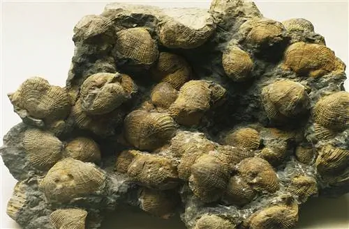 Окаменелые брахиоподы, похожие на те, что были найдены в Мистери-Вэлли в Мичигане, очень похожи на классические морские ракушки, которые мог бы нарисовать ребенок, широкие и зубчатые наверху и сужающиеся к шарниру внизу. Плесень брахиопод коричневая, как ил, переходящая в серый цвет в затененных участках и почти яркая охра на светлых участках.