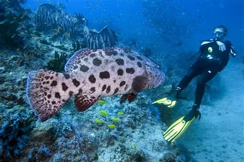 Огромная, по общему признанию, немного устрашающая пятнистая рыба плывет к дайверу у берегов острова Хэвлок. На заднем плане виден риф, вокруг которого плавают мелкие рыбы.