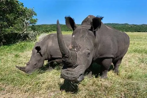 Белые тоносы пасутся в парке водно-болотных угодий Исимангалисо, Южная Африка.