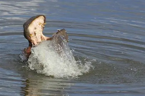 Бегемот играет в водопое в Национальном парке Крюгера в Южной Африке.