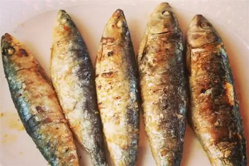 Особенности - сардины в Бойе