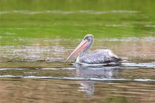 По воде плывет большой сероперый пеликан с большим розовым клювом; вода на переднем плане почти черная, а участок за птицей зеленый из-за отражений.