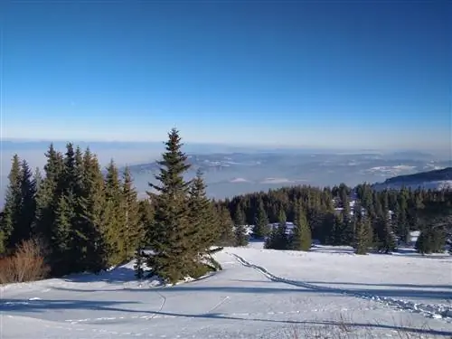Вид на горный склон со снегом на земле и хвойными деревьями вокруг.
