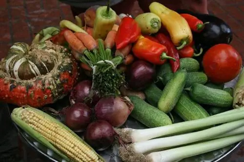 Паприка - универсальное блюдо сербской кухни.