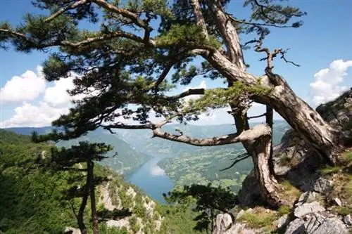 Река Дрина, национальный парк Тара.