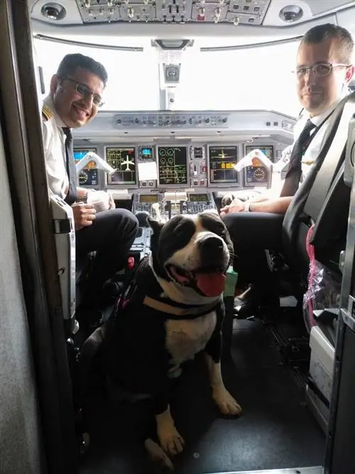 Собака позирует перед камерой в кабине самолета с двумя пилотами по бокам.
