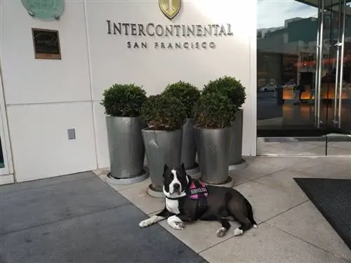 Собака в упряжке для служебных животных сидит перед знаком Intercontinental San Francisco