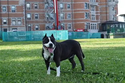 Горшок, собака смешанной породы с Карибского моря, стоит на травяном поле.