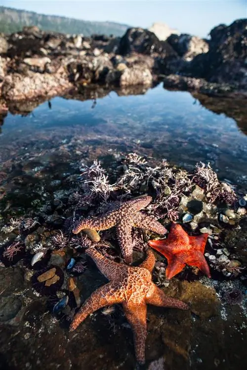 Красочная морская звезда цвета охры и морская звезда летучей мыши питаются мидиями и ракушками в приливном бассейне вдоль побережья северной Калифорнии. Приливные бассейны на западном побережье поддерживают большое разнообразие морской жизни.