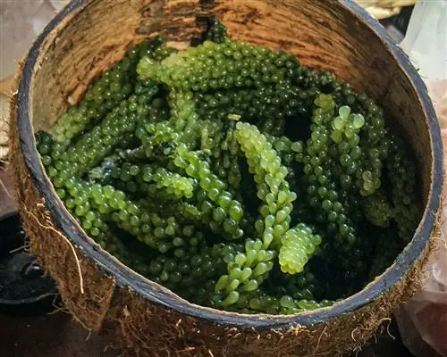 Корзина с калиткой, наполненная светло-зеленым морским виноградом