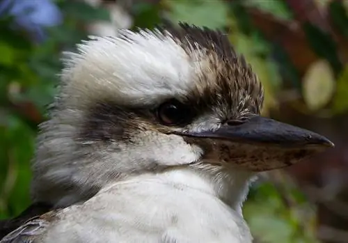 Особенности - Kookaburras, Mount Tamborine (8), Берт Кноттенбельд. CC BY-SA 2.0