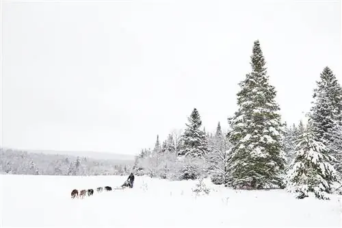 Упряжка, запряженная собакой, посреди зимнего леса Упряжка, запряженная собакой, посреди зимнего леса