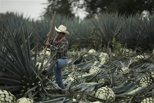 Фермер, ухаживающий за растениями агавы-j.webp