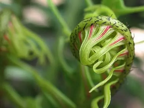 Особенности - Crazy Fiddlehead, Джон Д. CC BY 2.0