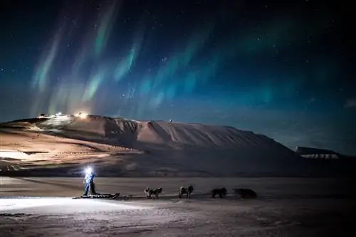 Люди катаются на собачьих упряжках на фоне северного сияния