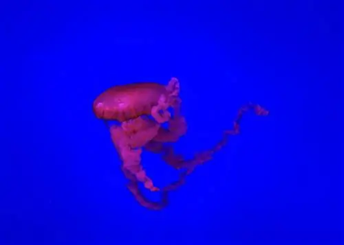 Особенности - Ripleys_Aquarium-ea4242db2ded