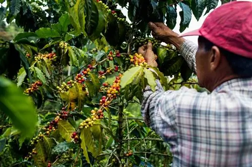 Мужчина в красной шляпе и клетчатой рубашке собирает вишни с кофейного дерева в сельской местности Кофейного треугольника Колумбии, чтобы приготовить колумбийский кофе.
