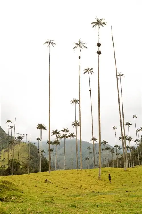 Человек смотрит вверх на верхушки восковых пальм на фоне туманных гор.