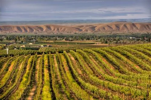 Виноградник штата Вашингтон.