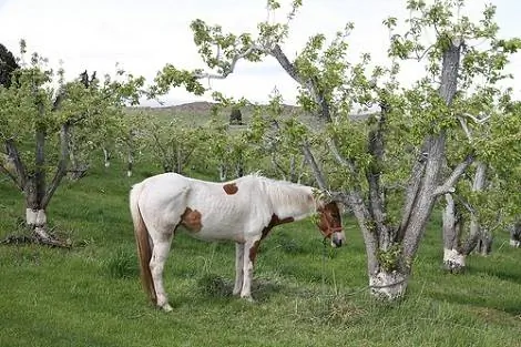Долина Якима, Джефф Уилкокс. СС ПО 2.0