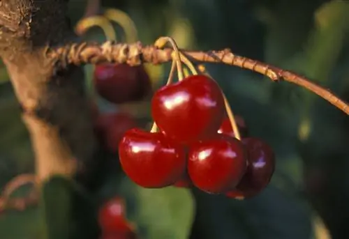 Вишни Бинг висят на дереве.