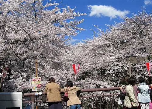 Цветение сакуры в Нака-Мегуро, Тойко.