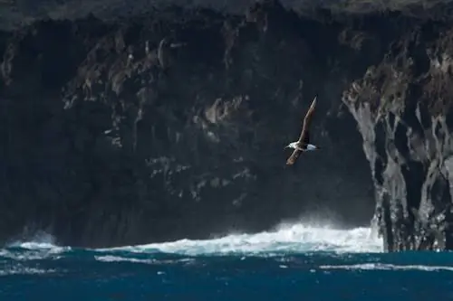 Особенности - альбатрос