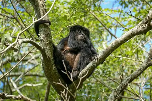 Черная обезьяна-ревун сидит на стволе дерева в заболоченных местах Иберы. Северо-восток Аргентины.