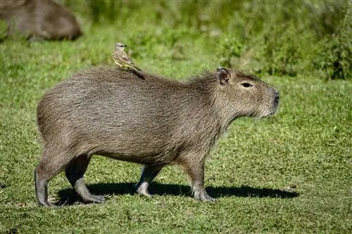 Капибара ходит по траве с маленькой коричнево-желтой птичкой на спине. Национальный парк Ибера, северо-восток Аргентины
