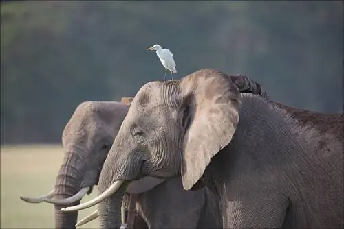 Слон. Птица. Кения. Африка. Дикая природа.