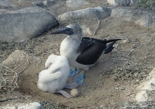 Особенности - олух