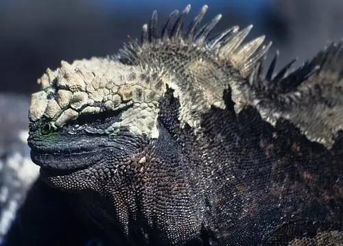 Особенности - игуанабест