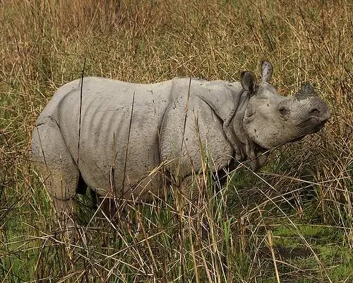 Особенности - носорог