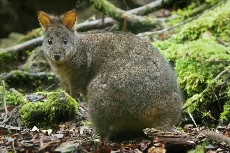 Особенности - 4829788633_ac546b694e_b