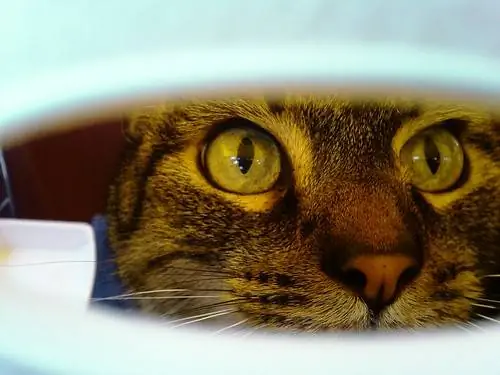 Фрискер недоволен.