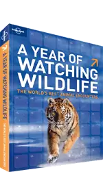 Этично ли наблюдать за китами?