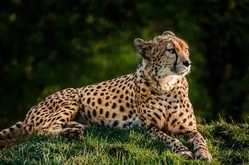 13. Зоологический и ботанический сад.