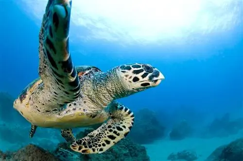 1. Полуостров Серанган