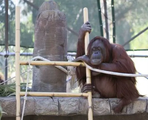 Самый старый орангутан в мире мертв