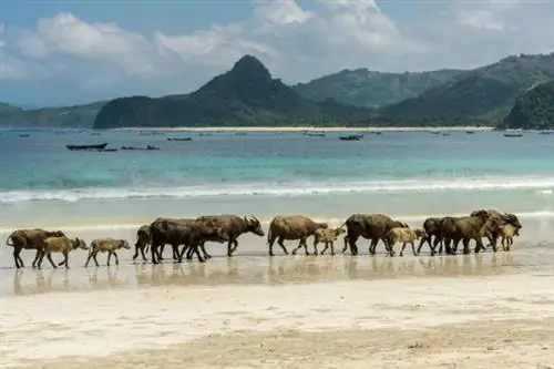 Семь необыкновенных пляжей с необыкновенными животными