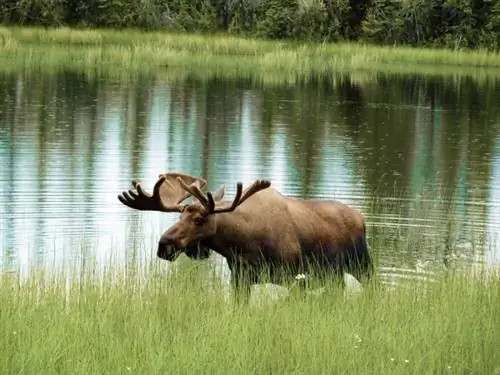 Отдых в стране лосей - Почему вам обязательно нужно посетить Швецию