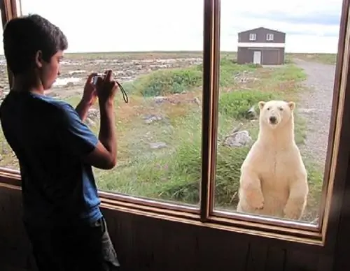 Завтрак с белыми медведями