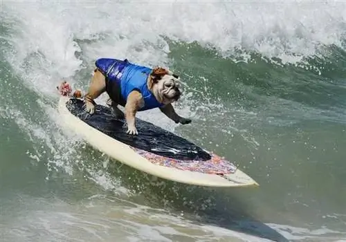 Умерла: собака, катающаяся на коньках, была интернет-звездой