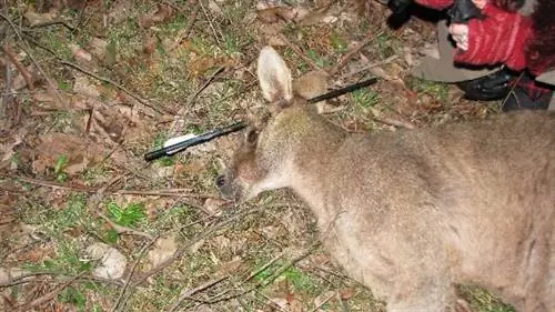 9 дней Стрела в голову: Кенгуру можно спасти