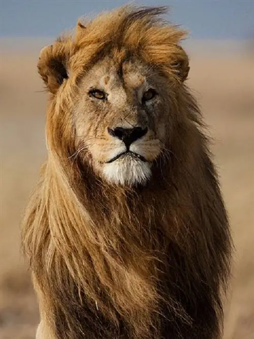 Охотничий туризм. Охота на крупную дичь становится все более популярной