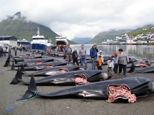 Последствия китобойного промысла - круизы отменены