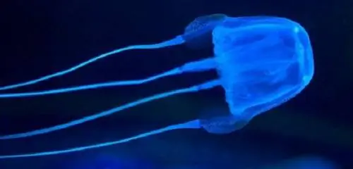 20-летний парень погиб от укуса медузы